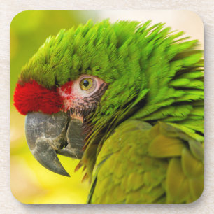 Profile of macaw at Santa Barbara Zoo Coaster