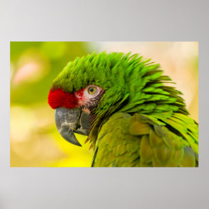 Profile of macaw at Santa Barbara Zoo Poster