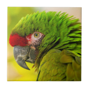 Profile of macaw at Santa Barbara Zoo Tile