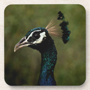Profile of Peacock Coaster