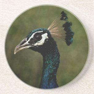 Profile of Peacock Coaster