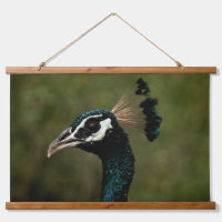 Profile of Peacock
