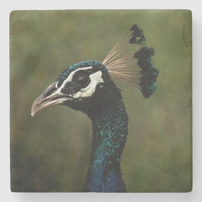 Profile of Peacock  Stone Coaster (Front)