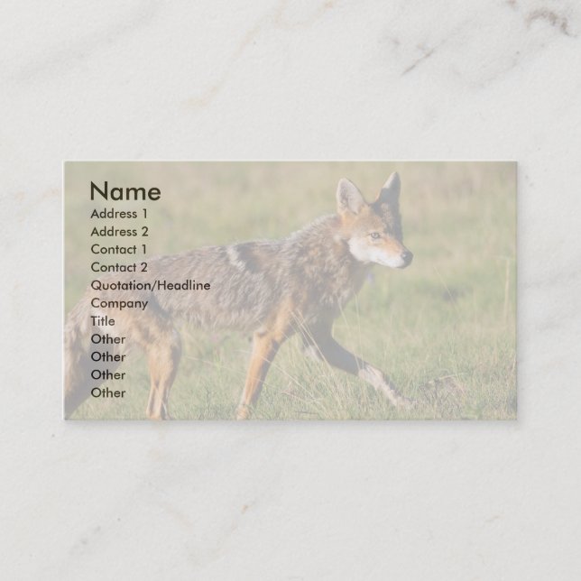 profile or business card, coyote card (Front)