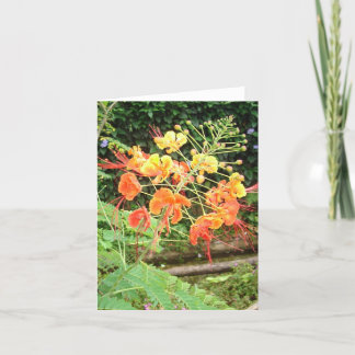 Profusion Card