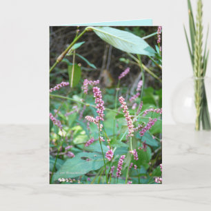 Profusion of Pinks Card