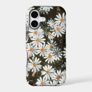 Profusion Of White Daises (Asteraceae)