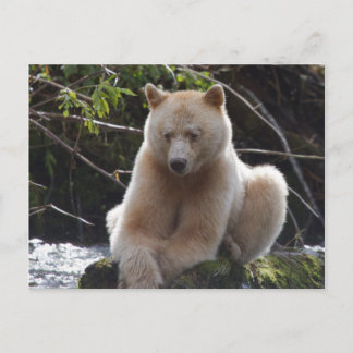 Project Spirit Bear Postcard