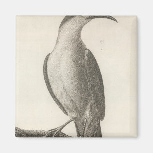 Promerops or Bee Eater of California Magnet