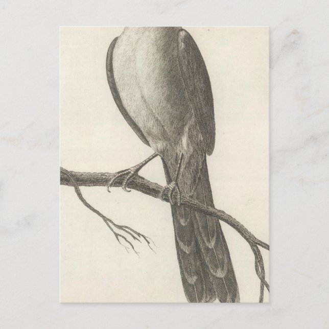Promerops or Bee Eater of California Postcard (Front)