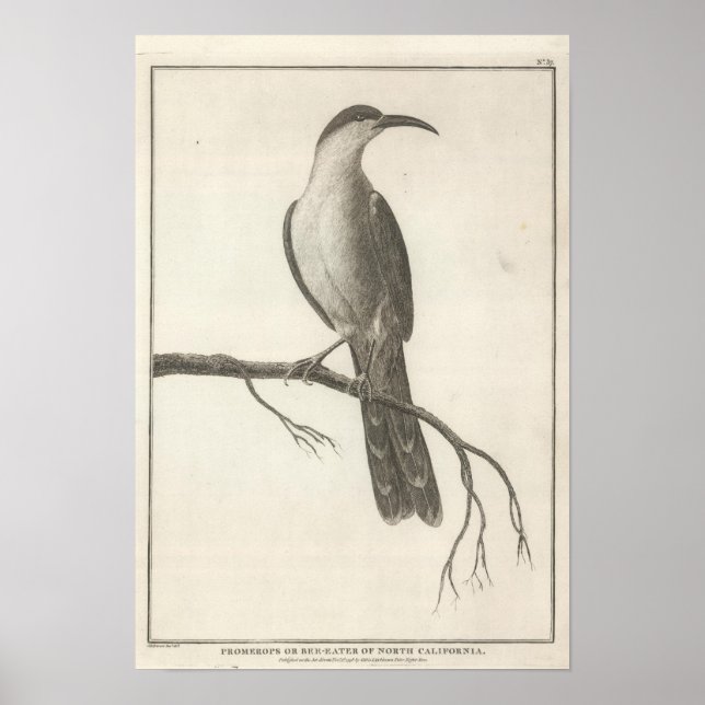 Promerops or Bee Eater of California Poster (Front)