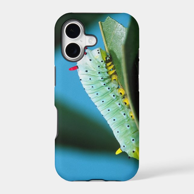 Prometheus Moth Caterpillar, Callosamia (Back)