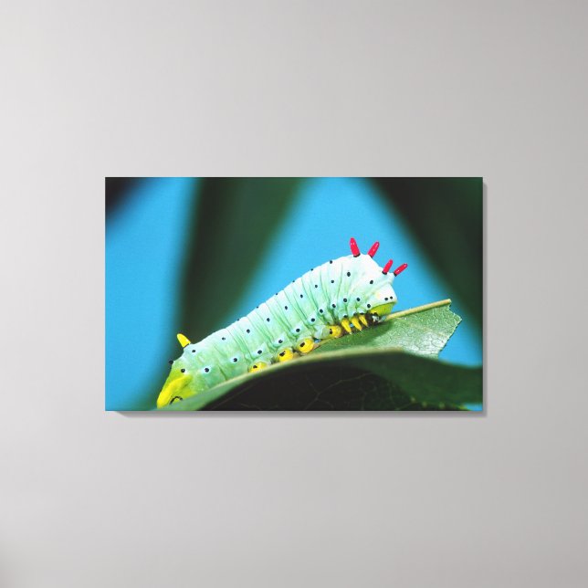 Prometheus Moth Caterpillar, Callosamia Canvas Print (Front)