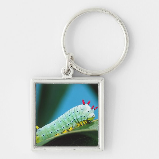 Prometheus Moth Caterpillar, Callosamia Key Ring (Front)