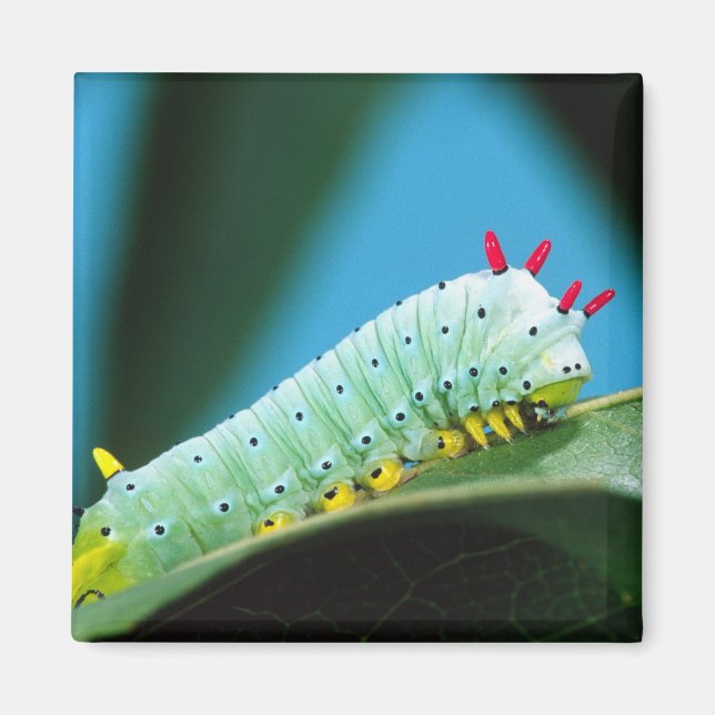 Prometheus Moth Caterpillar, Callosamia Magnet (Front)