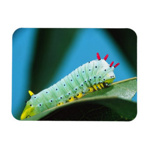 Prometheus Moth Caterpillar, Callosamia Magnet