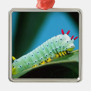Prometheus Moth Caterpillar, Callosamia Metal Tree Decoration