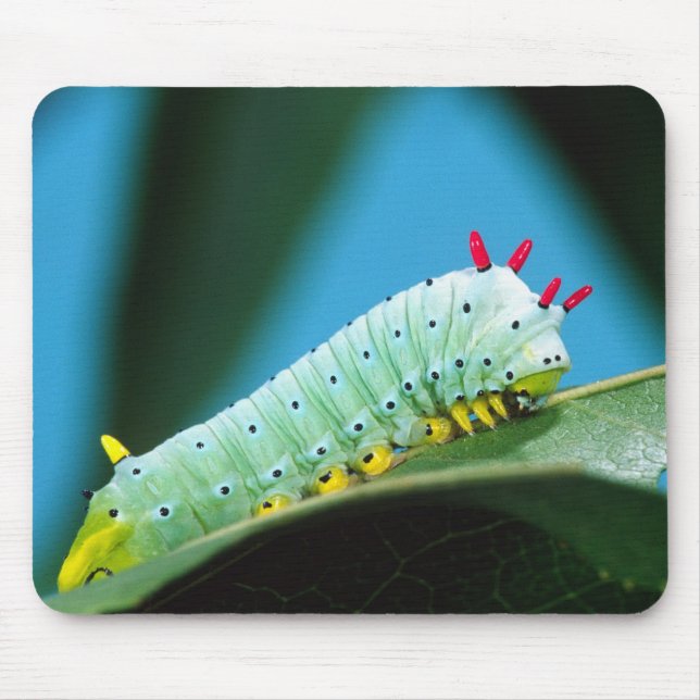 Prometheus Moth Caterpillar, Callosamia Mouse Pad (Front)