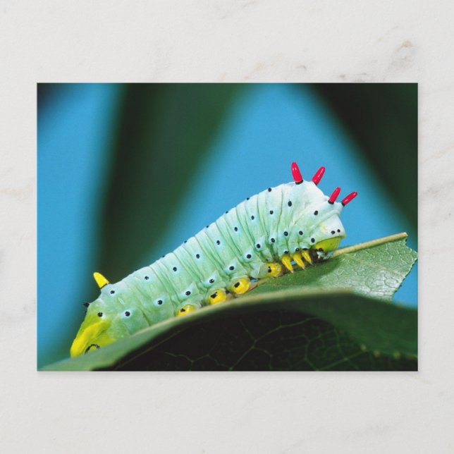Prometheus Moth Caterpillar, Callosamia Postcard (Front)