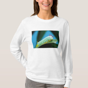 Prometheus Moth Caterpillar, Callosamia T-Shirt