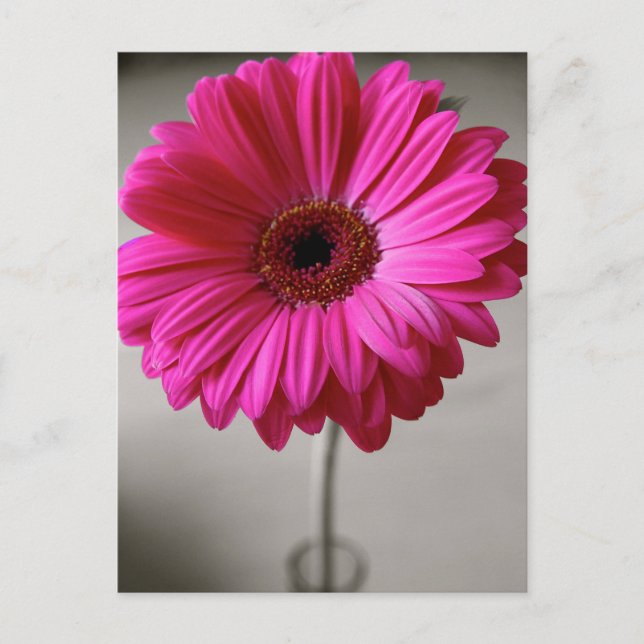 Promise Gerbera Postcard (Front)