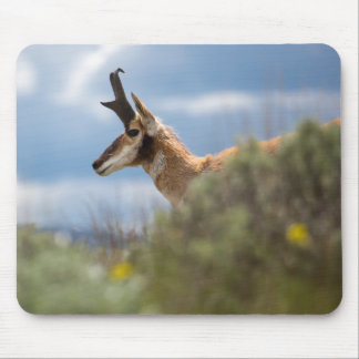 Prong Horn Antelope Mouse Pad