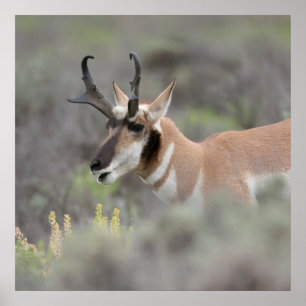 Pronghorn Antelope Buck Grand Tetons Poster
