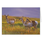 Pronghorn Antelope in Montana
