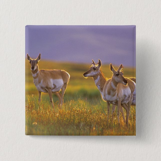 Pronghorn Antelope in Montana 15 Cm Square Badge (Front)