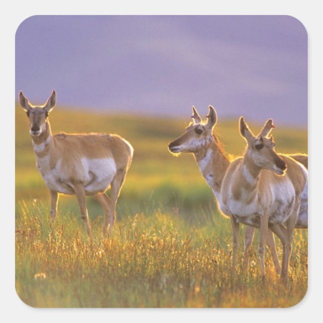 Pronghorn Antelope in Montana Square Sticker (Front)
