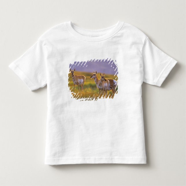 Pronghorn Antelope in Montana Toddler T-Shirt (Front)