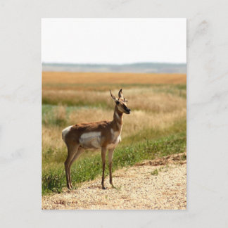 Pronghorn Antelope Postcard