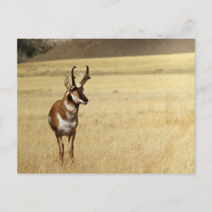 Pronghorn Antelope Wildlife Series # 9 Postcard
