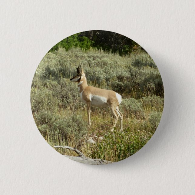 Pronghorn at Grand Teton National Park 6 Cm Round Badge (Front)