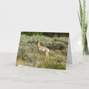 Pronghorn at Grand Teton National Park Card