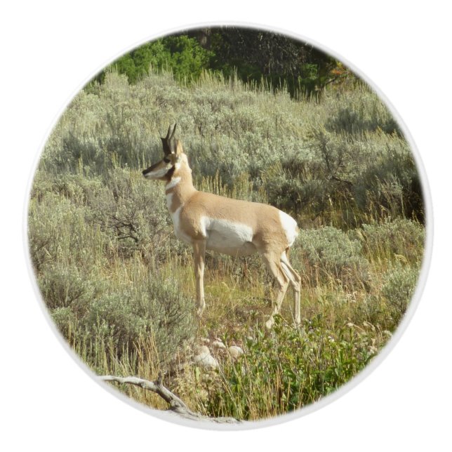 Pronghorn at Grand Teton National Park Ceramic Knob (Front)