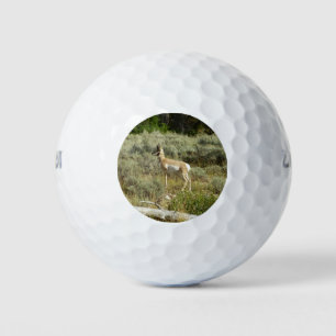 Pronghorn at Grand Teton National Park Golf Balls