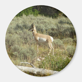Pronghorn at Grand Teton National Park Magnet