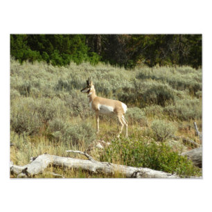 Pronghorn at Grand Teton National Park Photo Print