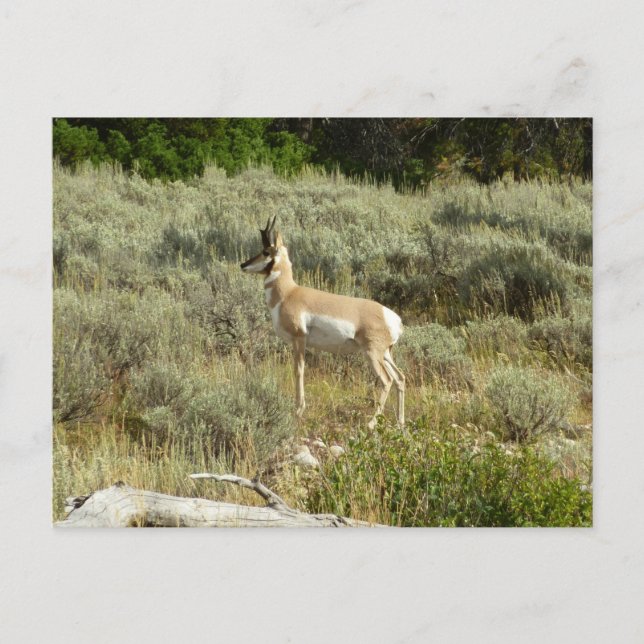 Pronghorn at Grand Teton National Park Postcard (Front)