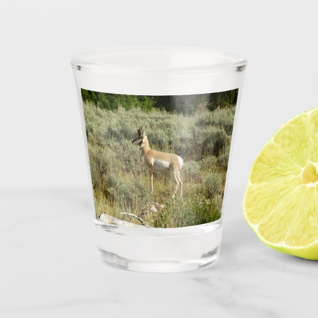 Pronghorn at Grand Teton National Park Shot Glass (Front)