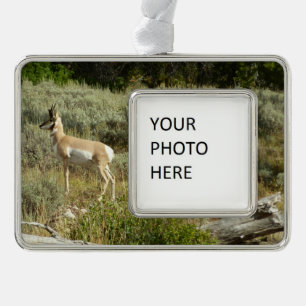 Pronghorn at Grand Teton National Park Silver Plated Framed Ornament