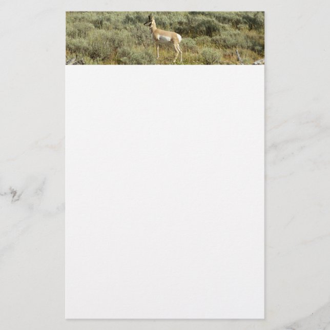 Pronghorn at Grand Teton National Park Stationery (Front)