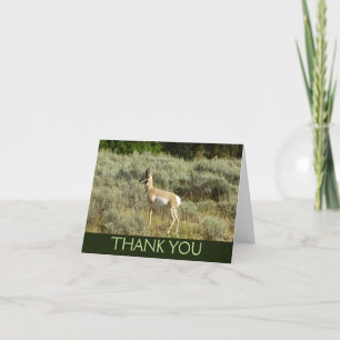 Pronghorn at Grand Teton National Park Thank You Card