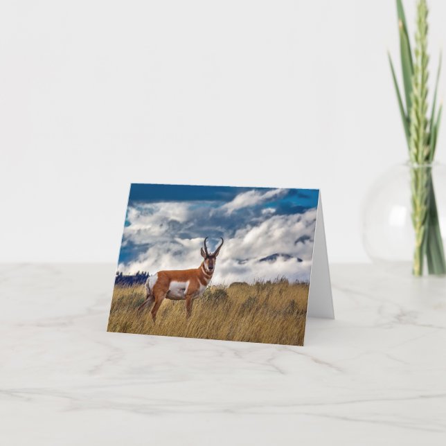 Pronghorn in Meadow, Yellowstone NP Card (Front)