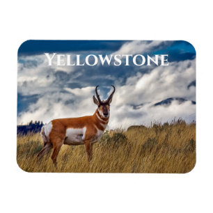Pronghorn in Meadow, Yellowstone NP Magnet