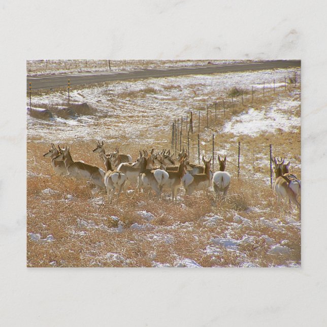 Pronghorn Mob Postcard (Front)