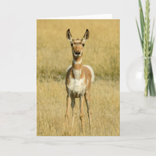Pronghorn Notecard