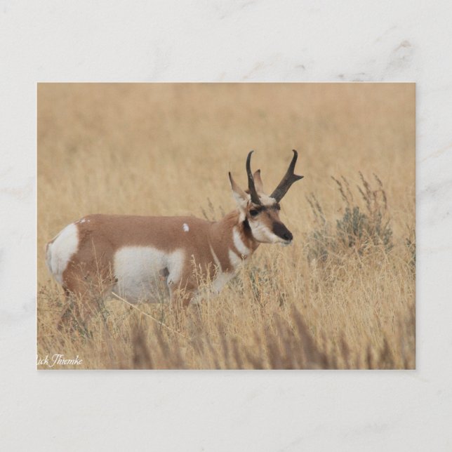 Pronghorn Postcard (Front)