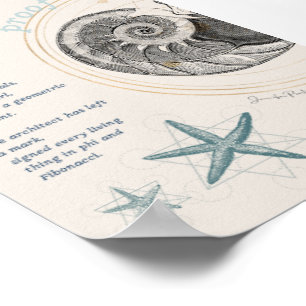 Proof seashell nautilus fibonacci design poster
